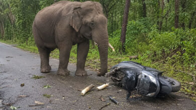 Elephant