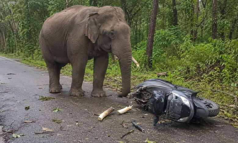 Elephant