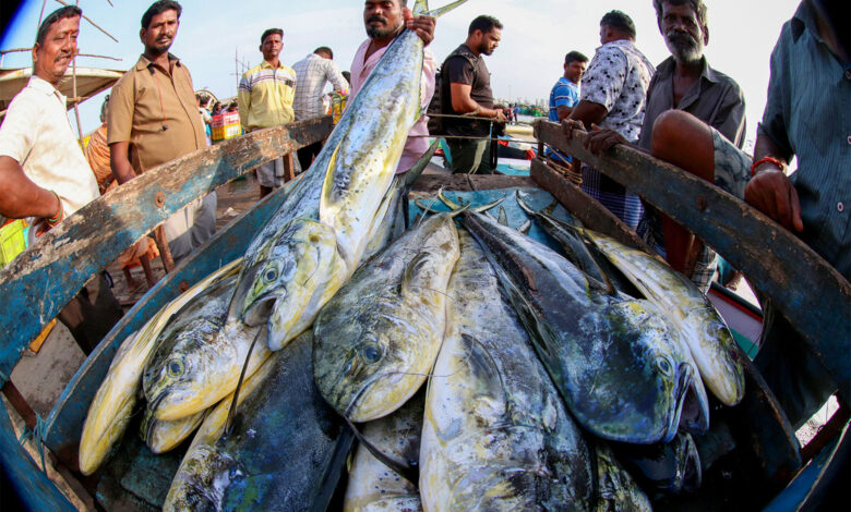 Fish