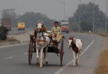 Horse Carriage