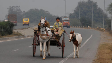 Horse Carriage