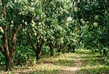 Mango