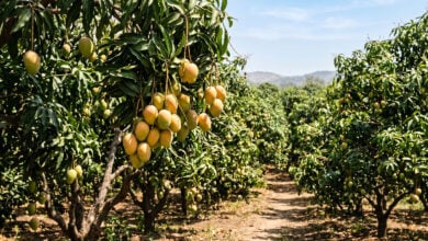 Mango