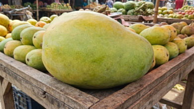 Mango