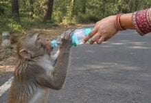 Monkey