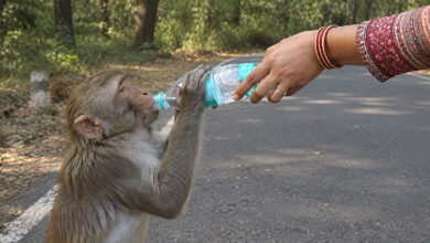 Monkey