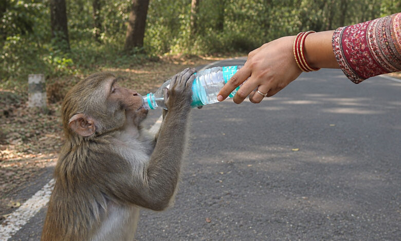 Monkey