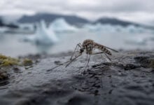 Mosquito