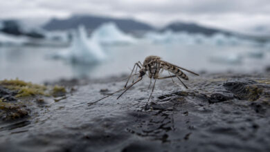 Mosquito