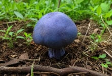 Mushroom