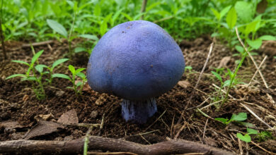Mushroom