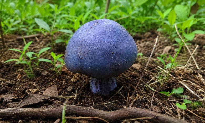 Mushroom