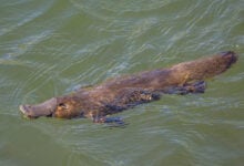 Platypus