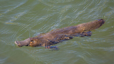 Platypus