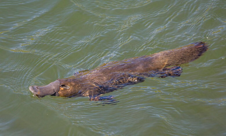 Platypus