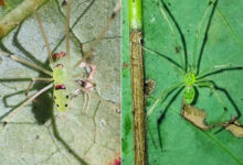 Theridion himalayana