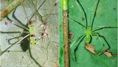 Theridion himalayana