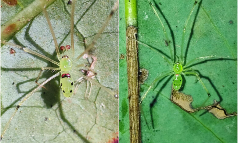 Theridion himalayana