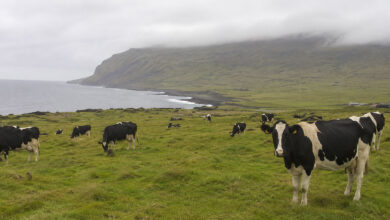 Cow