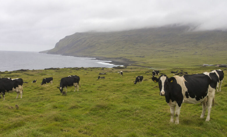 Cow