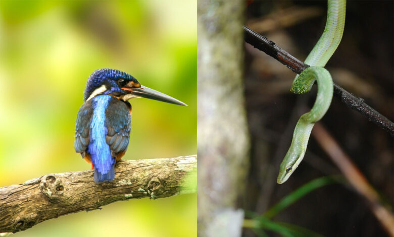 Dehing Patkai National Park