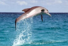 Dolphin