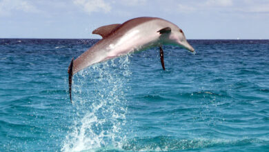 Dolphin