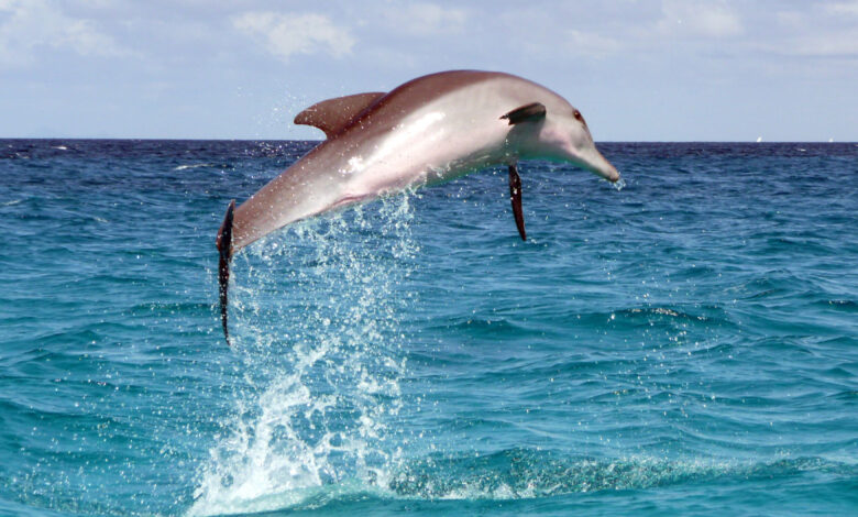 Dolphin