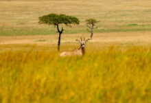 Kenya