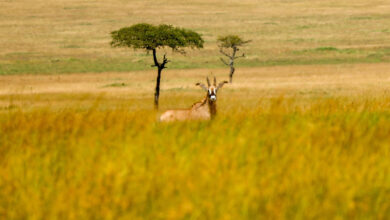 Kenya