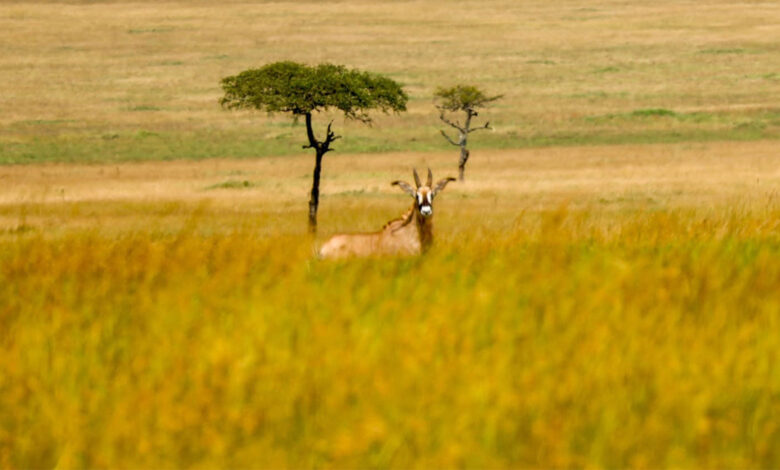 Kenya