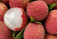 Litchi