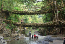 Living Root Bridge
