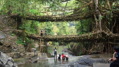 Living Root Bridge