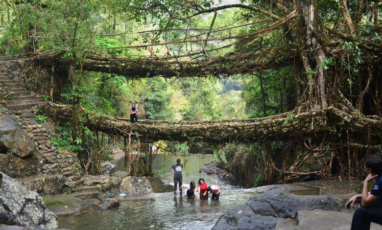 Living Root Bridge