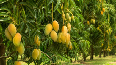 Mango