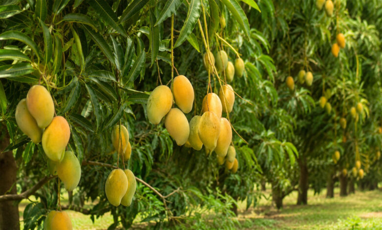 Mango