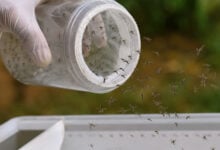 Mosquito