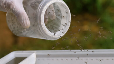 Mosquito