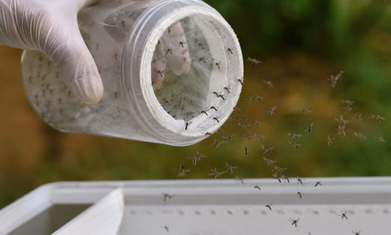 Mosquito