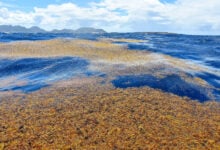 Sargasso Sea