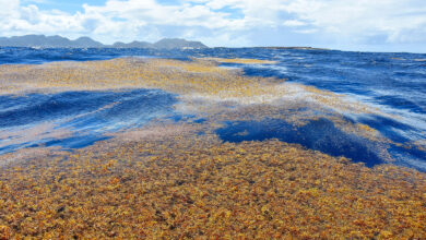Sargasso Sea