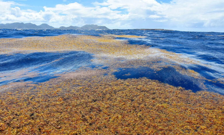 Sargasso Sea
