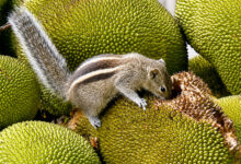 Squirrel