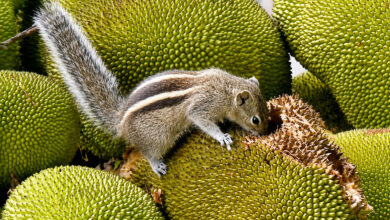 Squirrel