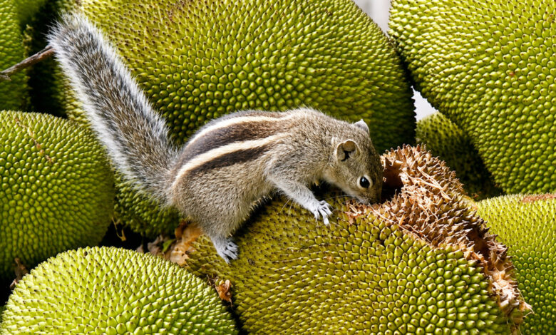 Squirrel