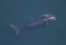 Whale