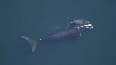Whale