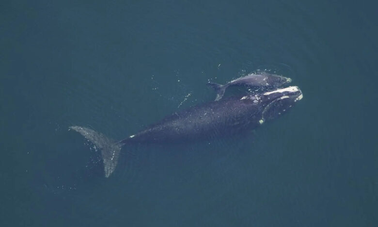 Whale