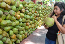 Coconut